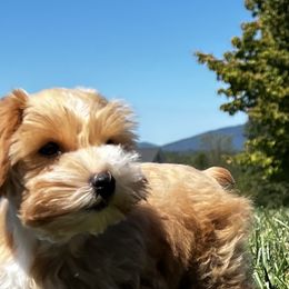 Honey 🍯 - Miniature Schnauzer