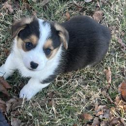 Boy 3 - Black and tan male Pembroke Welsh Corgi puppy in Honey Grove, Texas from JK Ranch Corgis