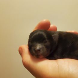 Pomeranian Puppies from Fancy Paws Pomeranian