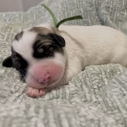Green - White and badger male Great Pyrenees puppy in Bloomington, Illinois from Odyssey Great Pyrenees