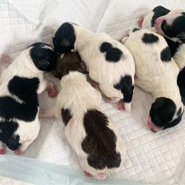Miniature Schnauzer Puppies from JC Parti Schnauzers