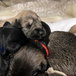 Miniature Schnauzer Puppies from S & S Miniature Schnauzer
