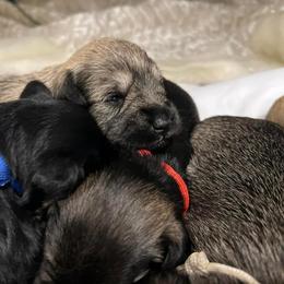Miniature Schnauzer Puppies from S & S Miniature Schnauzer