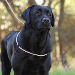 Rocky - Labrador Retriever