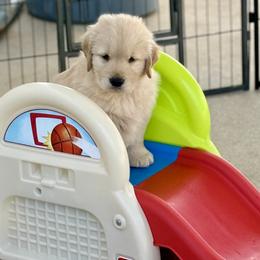 Golden Retriever Puppies from Caliber Golden Retriever’s