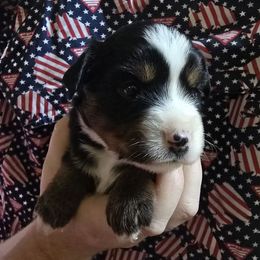 Liberty - Black tri female Miniature Australian Shepherd puppy in Arlington, Texas from CopperHead Aussies