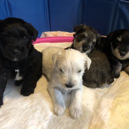 Miniature Schnauzer and Poodle Puppies from Bits & Bytes Farm