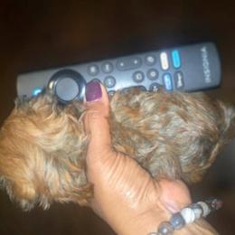 Biewer Terrier, Yorkipoo, and Yorkshire Terrier Puppies from Tiny Paws Luxury Pets