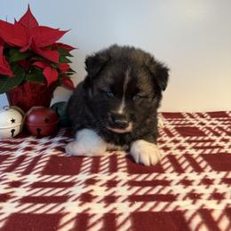 Truffle - Agouti and white male Siberian Husky puppy in West Branch, Michigan from First Frost Kennels