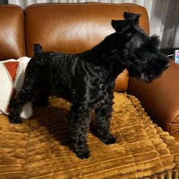 Miniature Schnauzer puppies from Cedar Ridge Ranch Mini Schnauzers