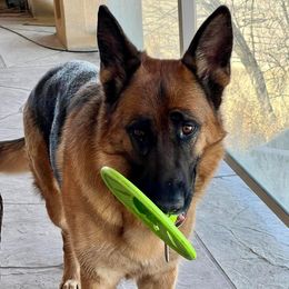 German Shepherds from Johnston Family German Shepherds