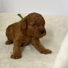 Armani - Red  male Poodle puppy in Berrien Springs, Michigan from Michigan Mini & Toy Red Poodles