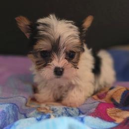 Girl 2 - Parti female Yorkshire Terrier puppy in White Pigeon, Michigan from Kathys Yorkie and Shih-tzu Cuties