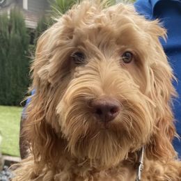Leia - Australian Labradoodle