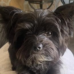 Mr Wick - Yorkshire Terrier
