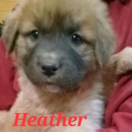 Anatolian Shepherd Dog Puppies from Sunset Ridge Farm