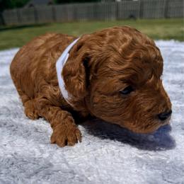 White Collar - Red  male Poodle puppy in Huntsville, Alabama from Flint River Poodles