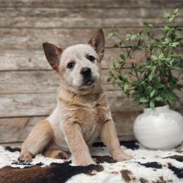 AKC Dusty - Red speckled female Australian Cattle Dog puppy in Chillicothe, Missouri from TLC Cattle dogs