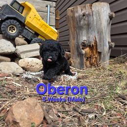 Oberon - Black male Labradoodle puppy in Genoa City, Wisconsin from Sakura Pups