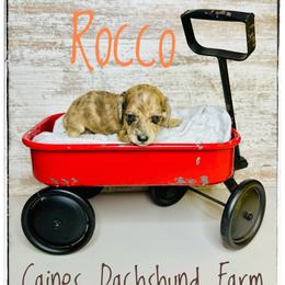 Rocco - Dapple male Dachshund puppy in Cincinnati, Ohio from Caines Dachshund Farm