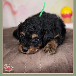 Jack - Black and tan male Cockapoo puppy in Connersville, Indiana from Deaz Doodle Ranch
