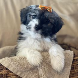 Havanese from Holcombs Puppy Ranch