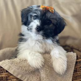 Havanese from Holcombs Puppy Ranch