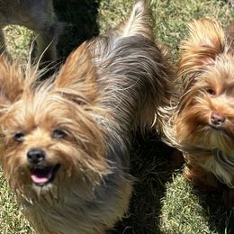 Yorkshire Terriers from Alisha's Yorkshire Terriers