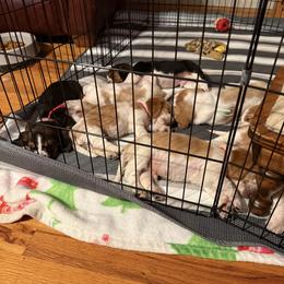 Basset Hound Puppies from CK Beagles & Bassets
