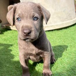 Pink collar - Silver female Dilute Retriever puppy in Valley Center, California from Stunning Silver Bullets Labradors