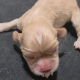 Green - Buff male Cocker Spaniel puppy in Lebanon, Missouri from Spring Hollow Cocker Spaniels