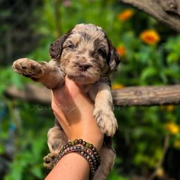 Lariat - Merle male Goldendoodle puppy in Centreville, Mississippi from Trin's Designer Doodles