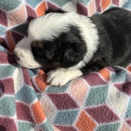 Miniature Australian Shepherd Puppies from R&R Mini Aussies