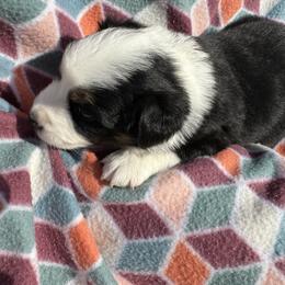 Miniature Australian Shepherd Puppies from R&R Mini Aussies