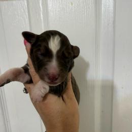 Meg - Red tri-color female Australian Shepherd puppy in Four Oaks, North Carolina from RoseWest Farms