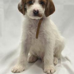 Labradoodle Puppies from MANUELA MORA