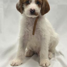 Labradoodle Puppies from MANUELA MORA