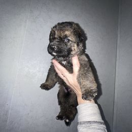 Storm - Blue collar - Sable male German Shepherd puppy in Winterport, Maine from Vom Stevens Old Fashioned German Shepherds