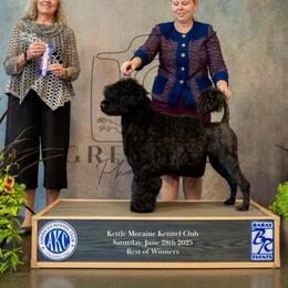 Portuguese Water Dog puppies from SeaBreeze PWDs