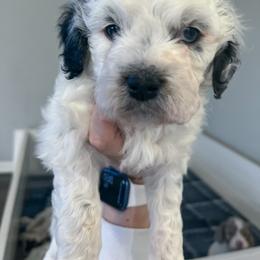 Rip - Parti Springerdoodle puppy in Collinsville, Oklahoma from Sweet Sunny Sproodles