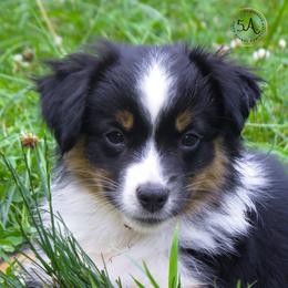 Miniature American Shepherd and Toy Australian Shepherd Puppies from Fifth Avenue Australian Shepherds