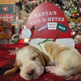 Tex 2700.00 - Red and white male Basset Hound puppy in Denison, Texas from Emma Lou's Baby Bassets