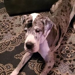 Great Dane All Grown Up from Pigeon Mtn. House of Danes