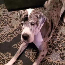 Great Dane All Grown Up from Pigeon Mtn. House of Danes