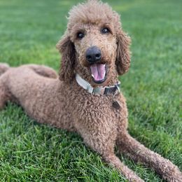 Remmi - Poodle