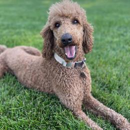 Remmi - Poodle