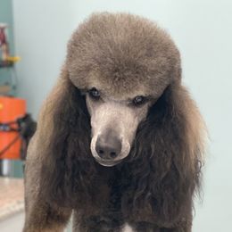 Elvira  - Poodle