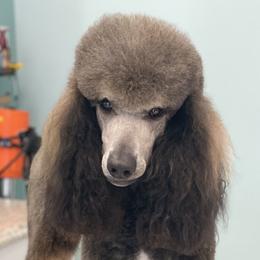 Elvira  - Poodle