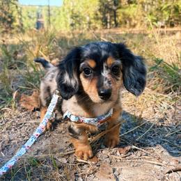 Dachshund puppies from The Teacup Homestead Miniature Dachshunds
