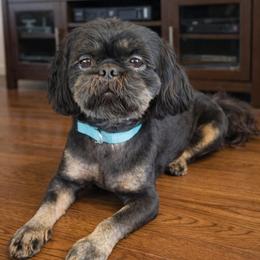 Gunner - Black and tan male Shih Tzu puppy in Berkeley Springs, West Virginia from Sandridge Shih Tzus